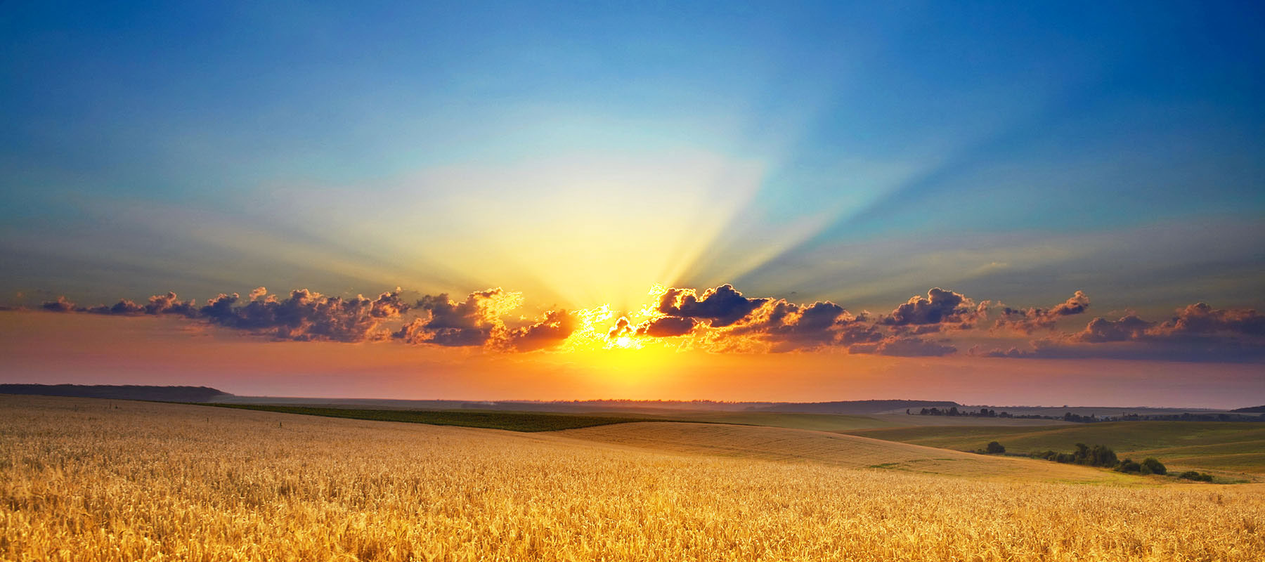 Sun setting over a ripening wheat field beneath a clear blue sky